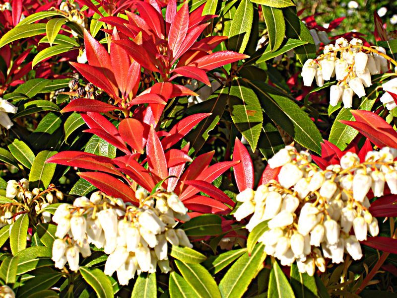 Pieris japonica