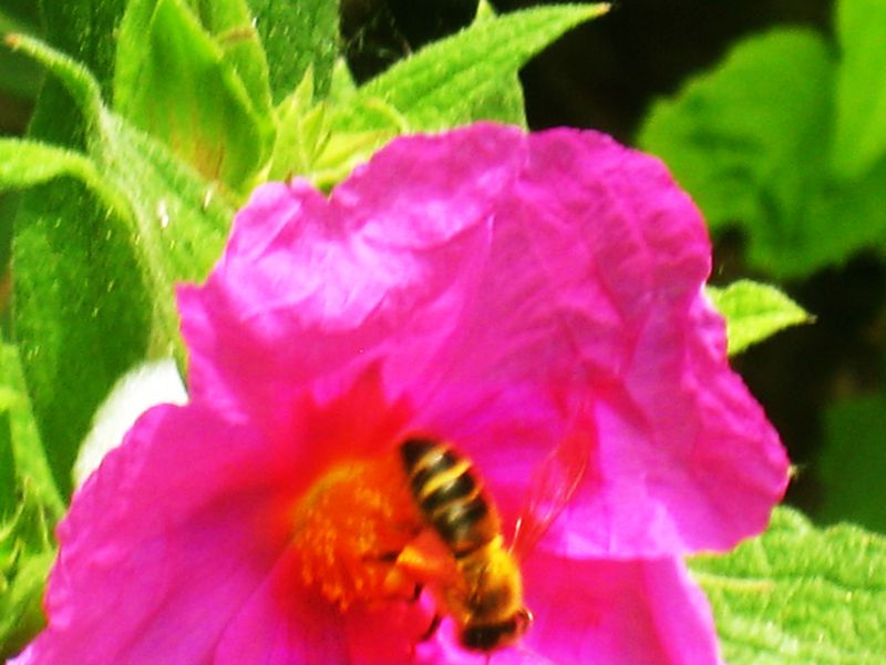 L'abeille et la fleur