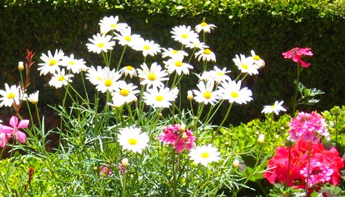 Marguerites 2