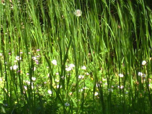 Les marguerites