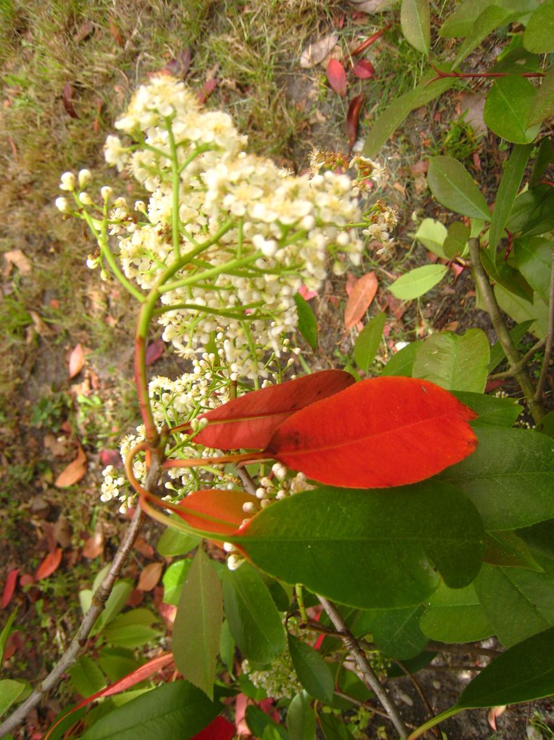 Photinia 11