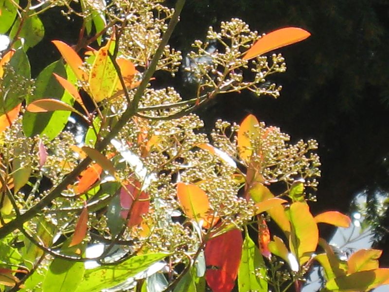 Photinia 21