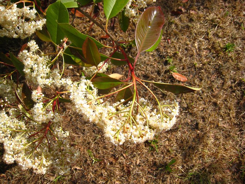 Photinia 8