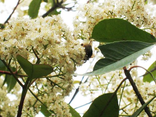 Photinia 28