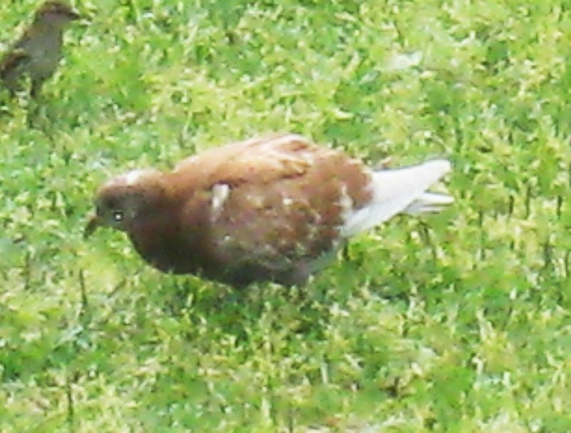 Pigeon 15