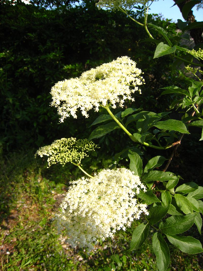 ^fleurs de sureau