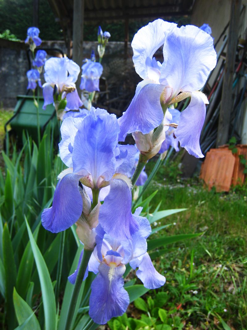 Iris