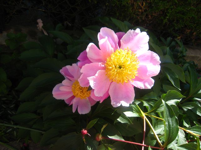 PIVOINES2