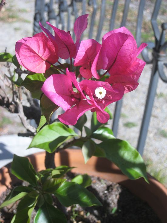 Bougainvillea