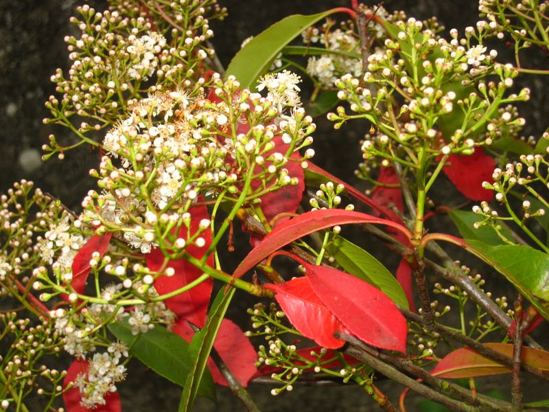 Photinia 30