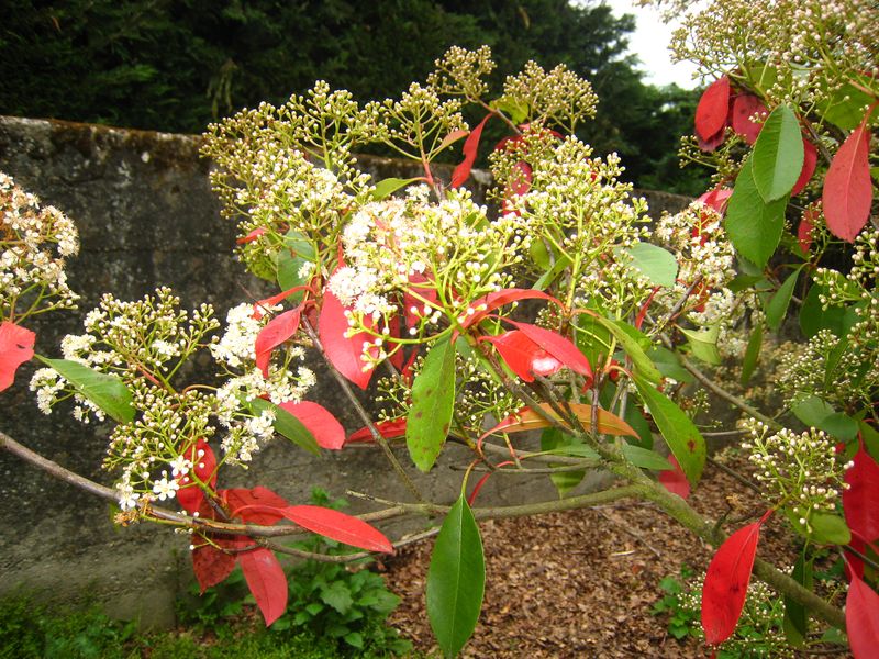 Photinia 24