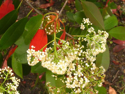 Photinia 12