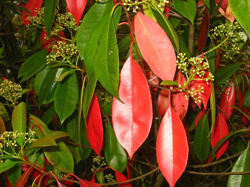 Photinia31