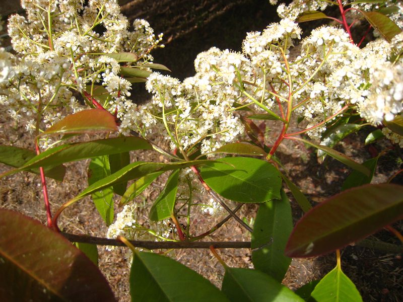 Photinia 3