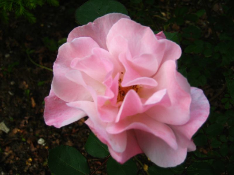 Rose du jardin