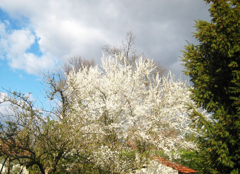 Fleurd de prunier