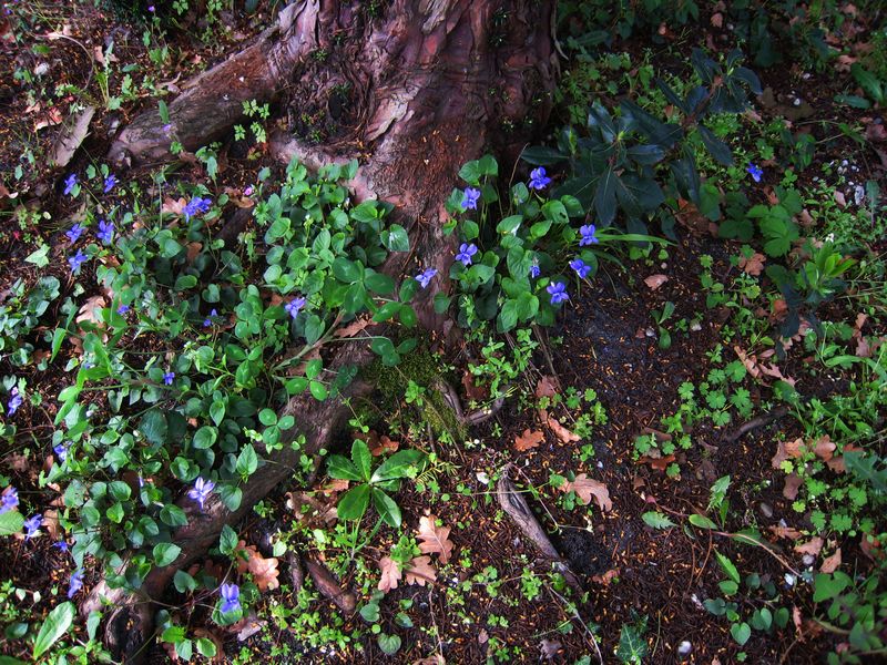 Semis de violettes