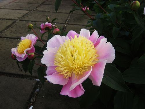 Pivoines