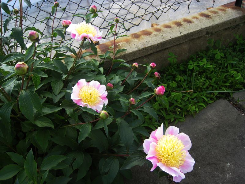 Pivoines 2