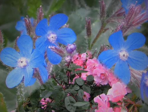 Arrengement de fleurs