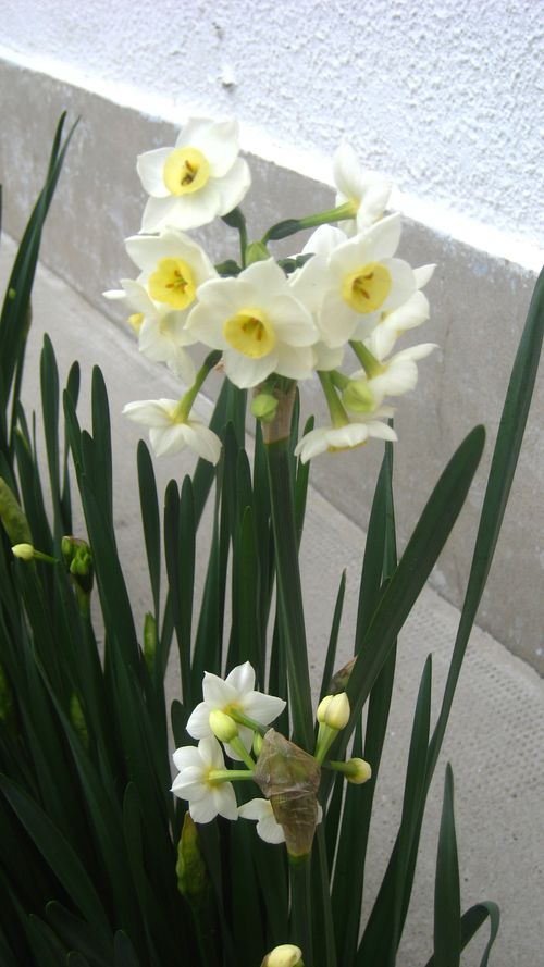 Narcisses-09-01-2012--dans-mon-jardin