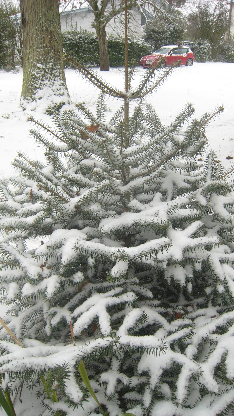 Petit arbre enneigé