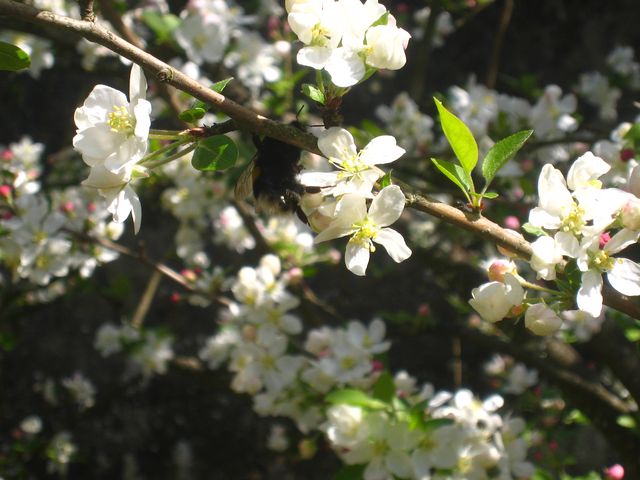 Fleurs de prunier 3