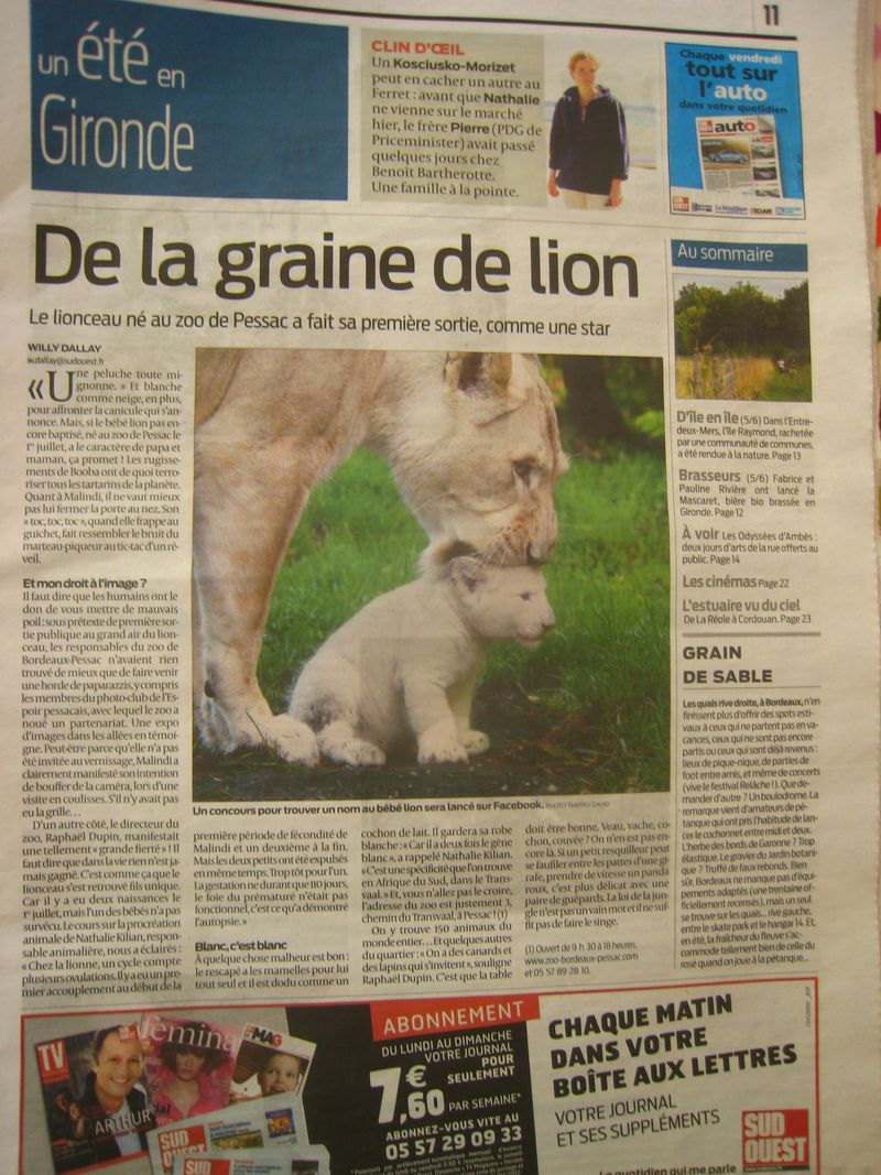 Lionceau de Pessac Gironde