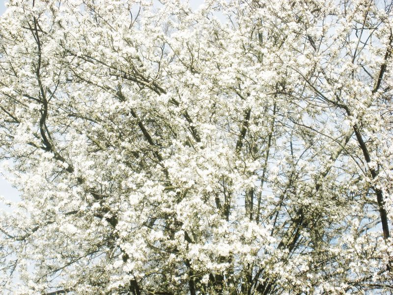 Prunier-en-fleur