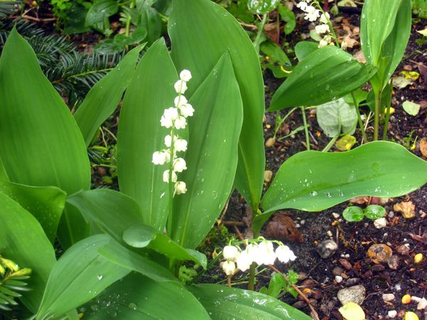 Muguet du jardin