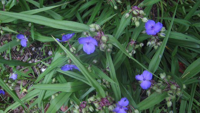 Fleurs bleues 2